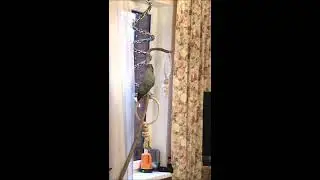 Первое новогоднее утро попугая Жоры