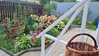 На даче. Розы,гортензии, безвременник. Пересадка клубники. Сентябрь.