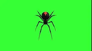 black widow spider image free green screen effect