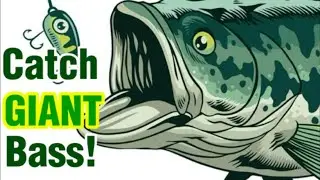 HOW TO Catch GIANT Bass - Bass Fishing Essentials For BIG Bass!