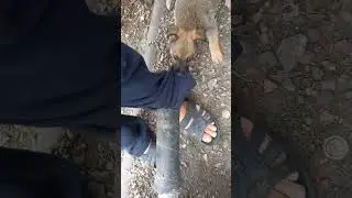 Помошник