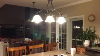 Angry Cicada