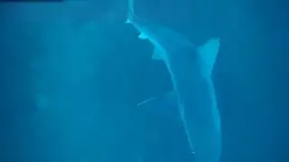 Sharks (Carcharhinus sp.) exploring the drop down fishing camera