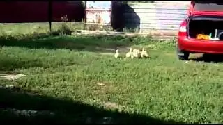 Как позвать гусей