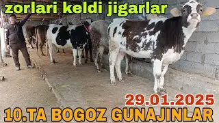 BOGOZ ONA BOLA SIGIRLAR SOTILADI ☎️902052128 января 2025 г.богоз гунажин она бола сигирлар сотилади