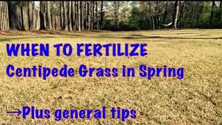 WHEN to fertilize Centipede Grass!  #lawncare