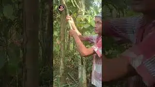 মেৰমেৰী লতা বিচাৰি বিচাৰি উলিওৱা হ'ল😅 | Narayanpur Jorabari Trip #shorts | Mini Vlog | Part-11