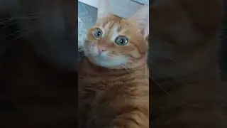ох эта рыжая кошка)