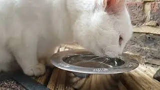 Cookie drinking #cat