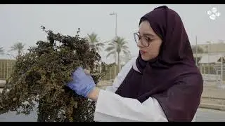 Red Sea Seaweed to Sustainable Fabric