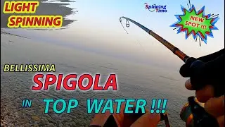 LIGHT SPINNING - BEAUTIFUL SEA BASS ON TOP WATER!!!