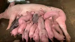 When asking a mother to breastfeed one at a time  Bite each other