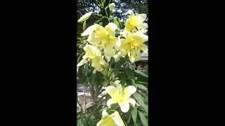 Big Brother Lily - A show stopping lily to grow in your ornamental, or in your vegetable, garden.