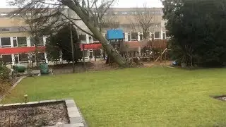 Hurricane knocks down tree