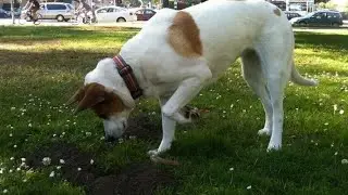 🔥 How to Stop a Dog from Digging in the Backyard - Get Free Dog Training