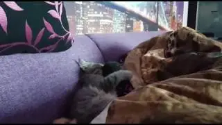 Смотрим видео слушаем телевизор😂😂😂
