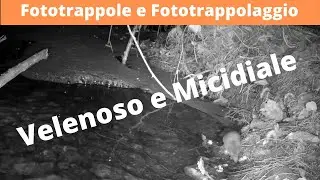 Trail Cam captures images of the poisonous Water Shrew during night hunting.