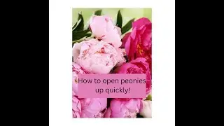 Easy tips to make your peony blooms open up quickly!