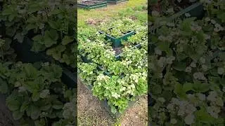 Каскадная клумба для выращивания клубники и других растений 