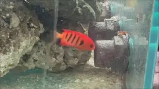Chaetodontoplus duboulayi