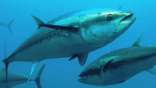 😎ТУНЕЦ В ДУХОВКЕ С ОВОЩАМИ ПОД СЛИВОЧНЫМ СОУСОМ😎