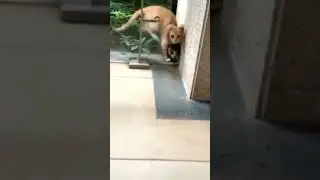 магия котиков  😃😳 