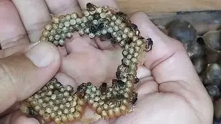 FIZ UMA DIVISÃO DE ABELHA MANDURI AMARELA
