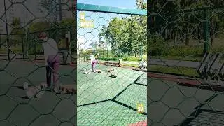 At the #dog park... | hi nature short #shorts