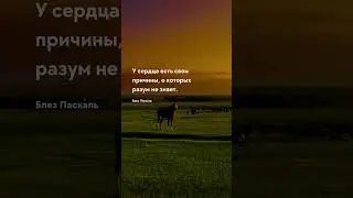 Свои причины Цитаты о любви 