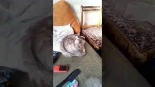 МОИ КИСУЛИ.