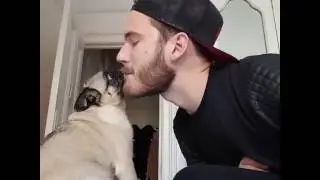 das deadly pug | PewDiePie Insta Vids