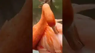 Nature Beauty 🦩 🦩#nature #birdslover #birds #flamingo #magestic #amazing