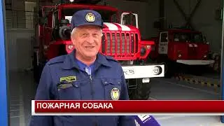 ПОЖАРНАЯ СОБАКА