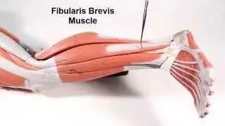 Muscles That Move the Foot and Toes