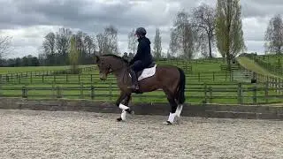 Timmy Dressage