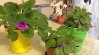 Фиалки как правильно поливать и ухаживать