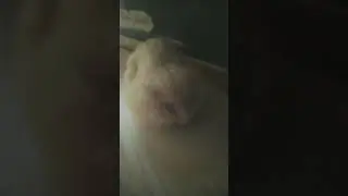 моя семечка 🐹🐹🐹🐁