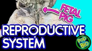 Fetal Pig Dissection Part 4: Reproductive System Anatomy