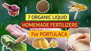 7 Super Easy Organic Liquid Fertilizers/Portulaca/Pursulane/Homemade Liquid Fertilizers/Moss Rose