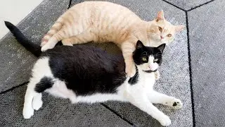Kitten Adorably Grooms Cat