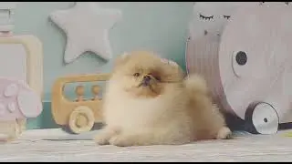 Spitz Alemão Anão Creme