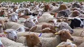 Sheep Farming - A climate solution that keeps us warm and dry