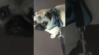 We have a new neighbor and everything is awful #shorts #dog #pug #why
