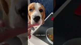 ЧТО НУЖЕО ЗНАТЬ О БИГЛЕ