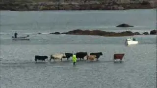 When the cows come home...