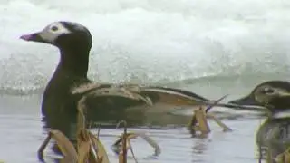 Arctic Bird Migration: LongTailed Duck