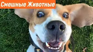 Приколы с Кошками / Угарные Кошки / Смешные Животные / Приколы 2021