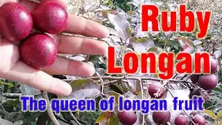 Ruby Longon - Quick Intro | റൂബി ലോംഗൺ | रूबी लॉन्गोन | রুবি লংগন | ทับทิม ลองกอน | ரூபி லாங்கன்