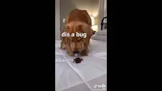 Random funny TikToks for lonely peeps in quarantine