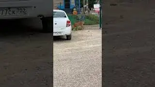 чья кошка?